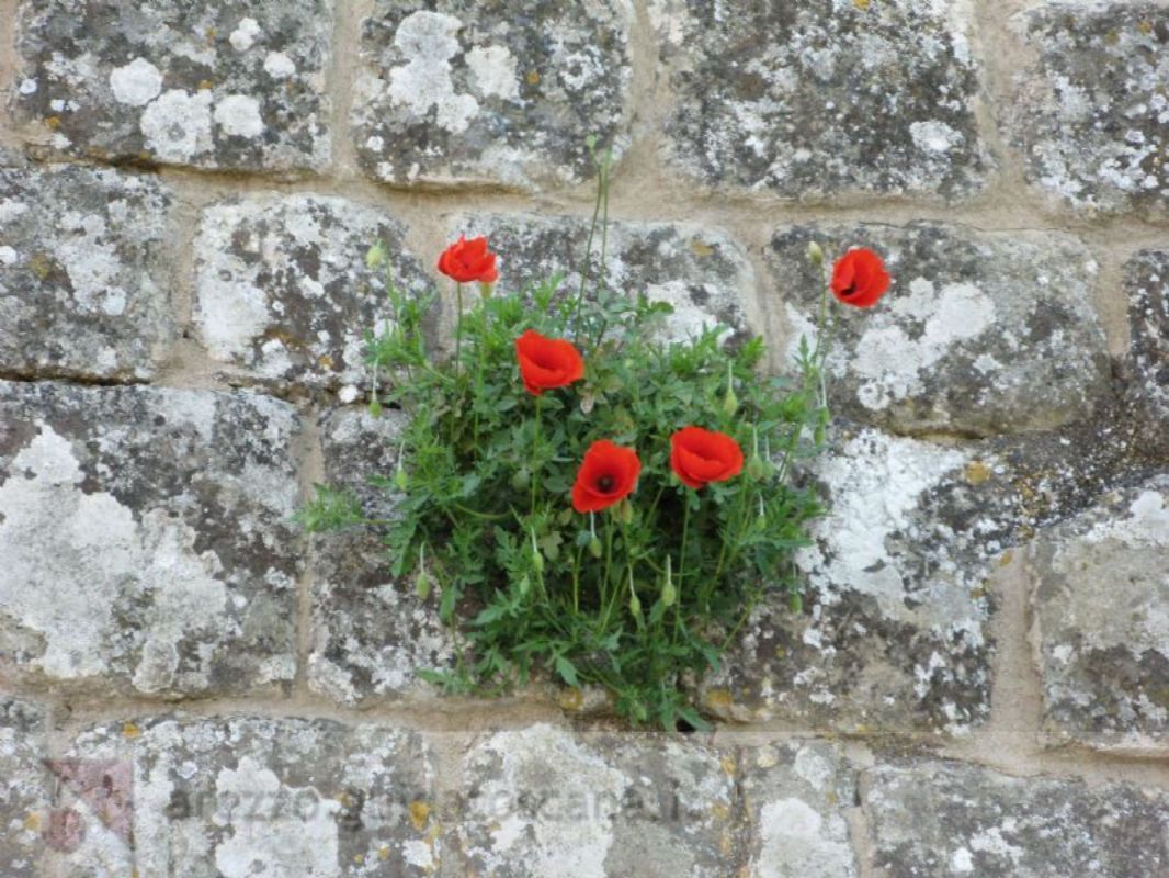 Fiori su un muro a Monterchi