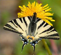 Butterfly NaturArno