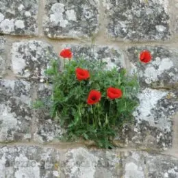 Fiori su un muro a Monterchi